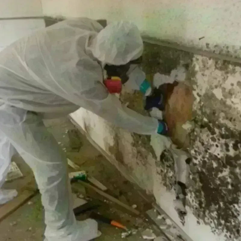 Mold Remediation and Removal in Wharton, PA